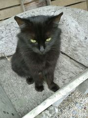 Pet Photo Thread!