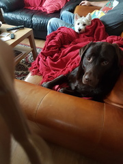 Am I the worst dog owner in the world..