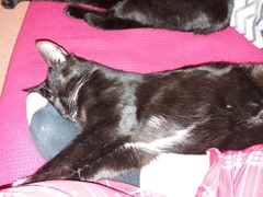 Can you change an adopted pets name?