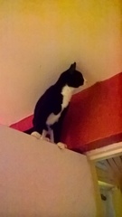To report my neighbour because of their intruding cat!