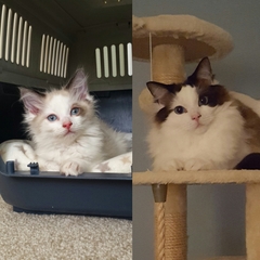 Can we have a cute kitten picture thread