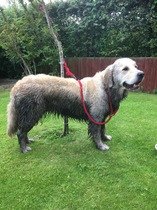 Travelling dog....quick replies if poss as I need to decide!