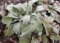 foxgloves