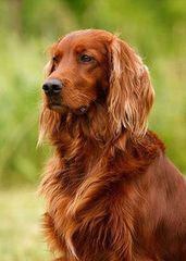 If The Archers characters were acted by dogs, Rob would be a Shih Tzu. Discuss Ambridge events here.