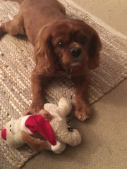 Tell me about Cavalier King Charles Spaniels