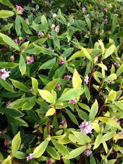 Do you know what this bush is?