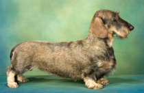 To wish the fashion to own working breed dogs would pass?