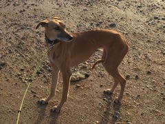 Brave Babes - Barging through 2017 in style