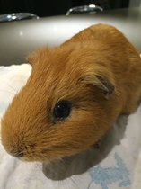 Another pig gone to the Bridge today