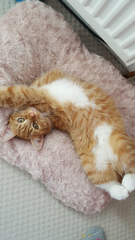 Can we have a cute kitten picture thread