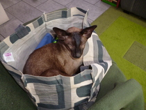 Lead training a cat?