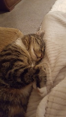 Can we have a cute kitten picture thread