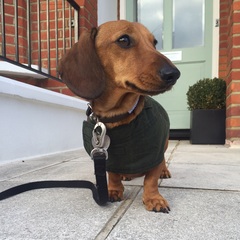 Does anyone have a dachshund?