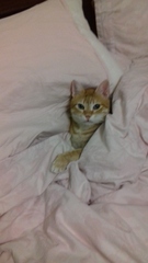 Scratching in bed - please help, it's making me miserable!