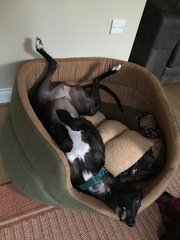 Should I get a greyhound?