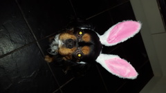 Tell me about Cavalier King Charles Spaniels