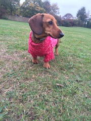 Does anyone have a dachshund?
