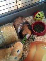 Another pig gone to the Bridge today