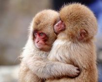 Cute baby animals!! Totally not feminist