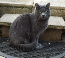 Help please poorly kitten