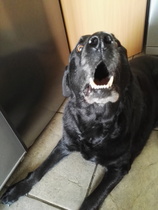 my old dog - please help me work out when enough is enough