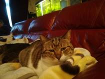 To think the cat wants to kill us?