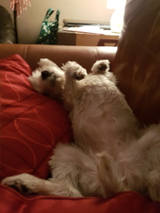 Am I the worst dog owner in the world..