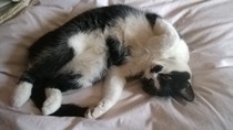Cuddly cats