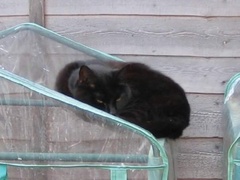 I'm memory of our cats