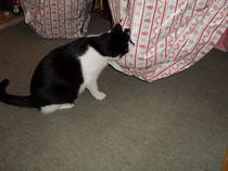 Is my kitten right in the head?