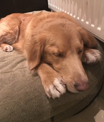 If you have a medium/large dog. What sort of bed have you bought and where from?