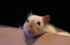 Pet Photo Thread!