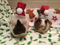 Only a few days too late but the "70isaLimit" Guinea Christmas Photos......