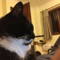 Cats are in charge