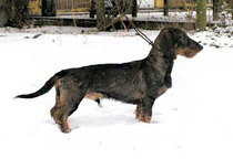 To wish the fashion to own working breed dogs would pass?