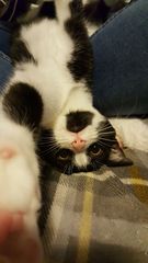Can we have a cute kitten picture thread