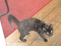 cat(s) weeing everywhere