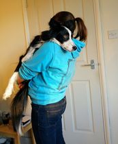 Border Collies