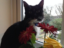 Apparently cats have no facial expressions