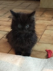 I'm no longer the only female in the house...