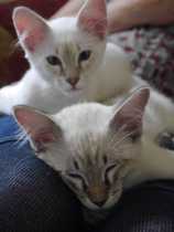 New Kitten (with picture!)