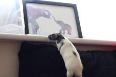 Pet Photo Thread!