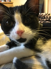 Can we have a cute kitten picture thread