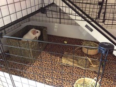 Where do your pigs live?