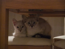 New Kitten (with picture!)