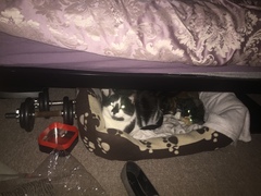 Two kittens easier than one?