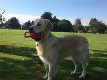 Travelling dog....quick replies if poss as I need to decide!