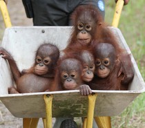 Cute baby animals!! Totally not feminist
