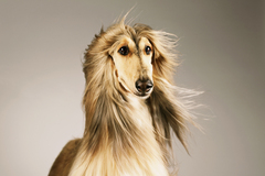 If The Archers characters were acted by dogs, Rob would be a Shih Tzu. Discuss Ambridge events here.
