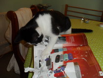 Is my kitten right in the head?